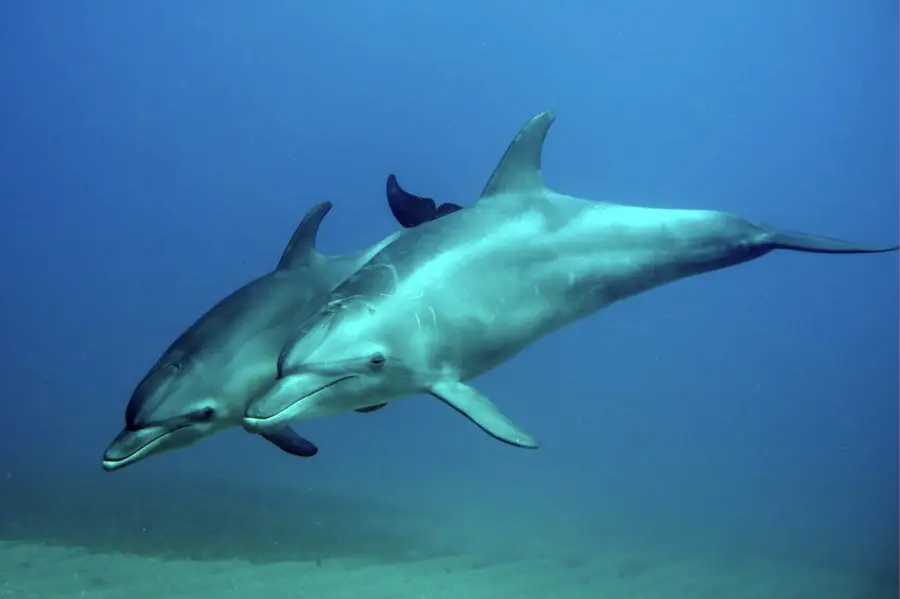 Dolphin House